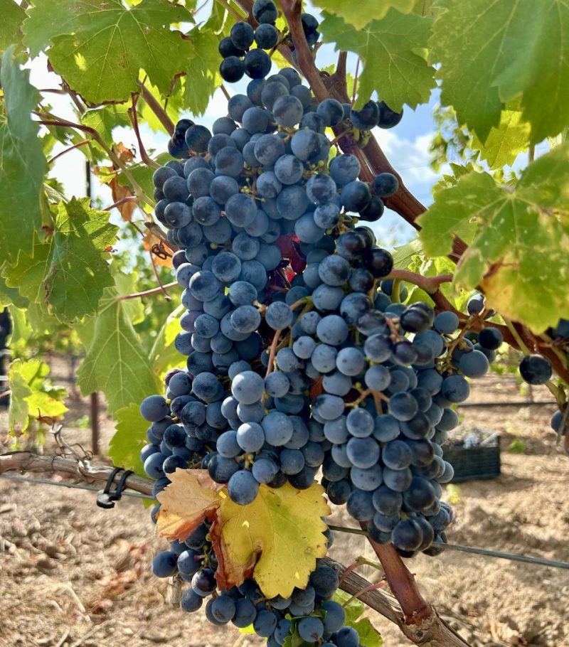 Uva "Il Vigneto"