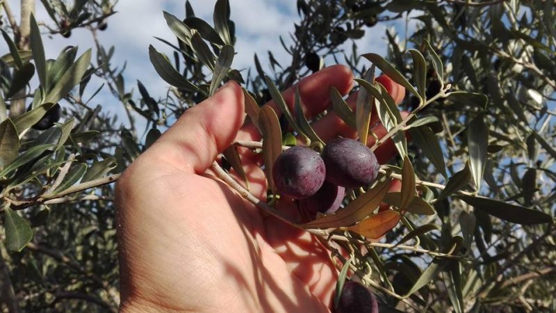 Oliveto "Il Vigneto"